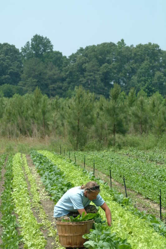 53333-csa_0606_kp038