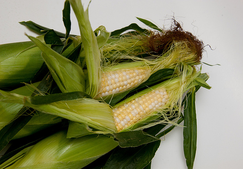 corn2