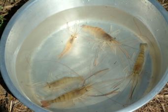 pondshrimp_0905_kp027