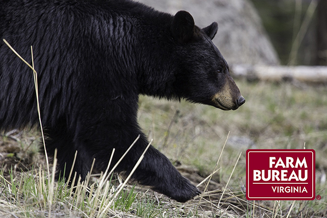 black-bear-1901957_1920