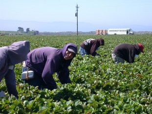 migrant labor