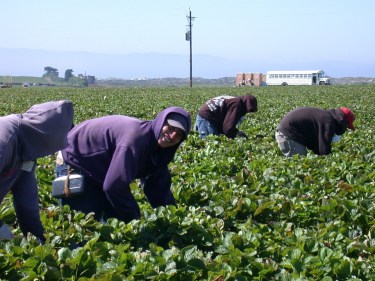 migrant labor