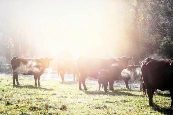 Beth Bays- cold morning