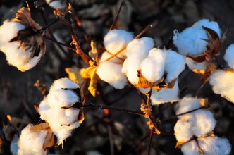 cotton