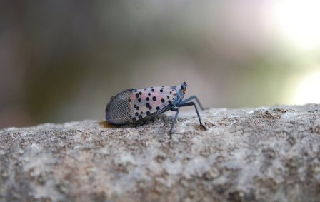 spotted lanternfly