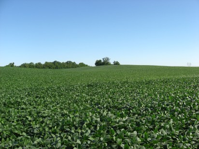 Soybean_fields_at_Applethorpe_Farm