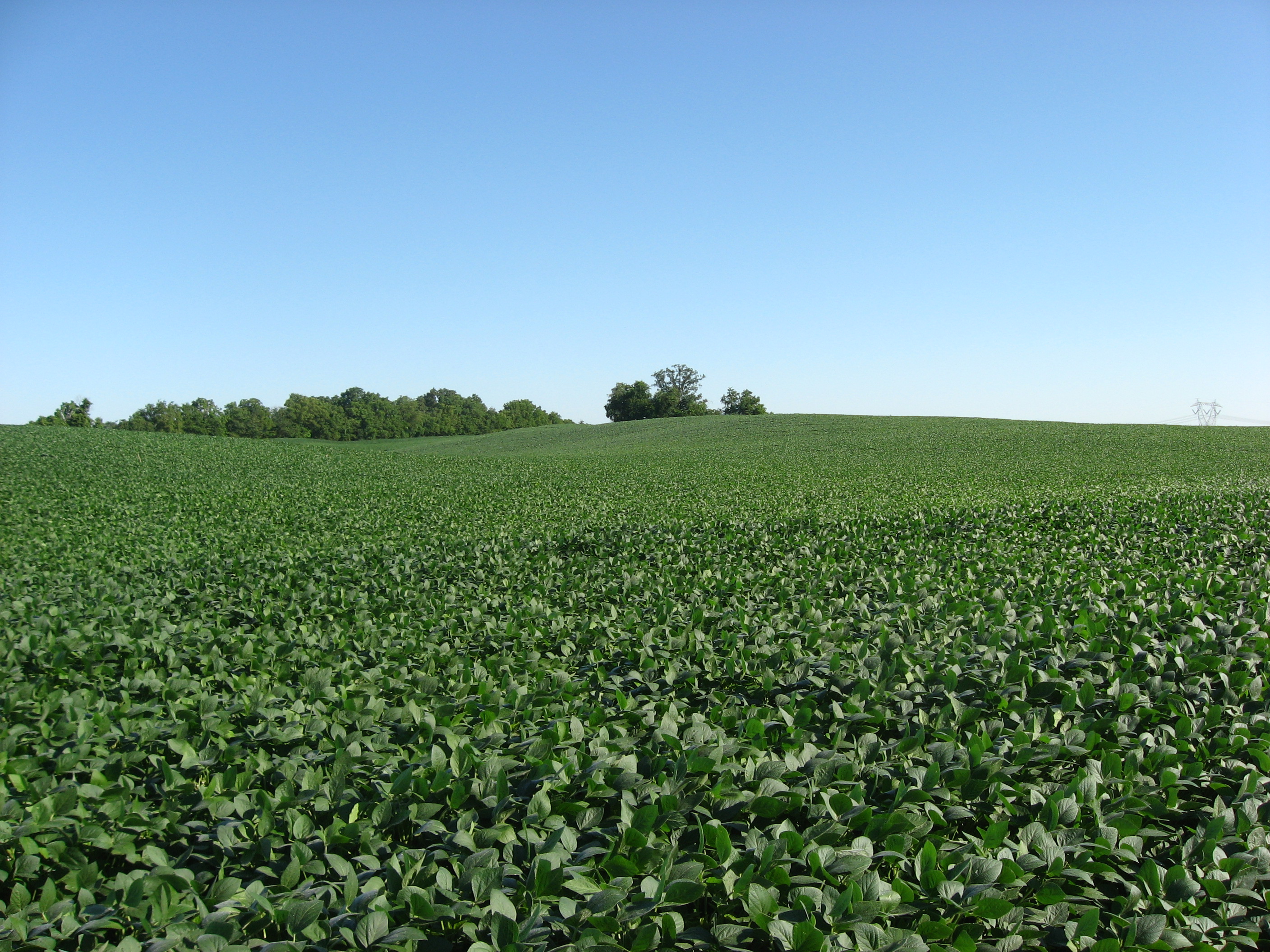 Soybean_fields_at_Applethorpe_Farm