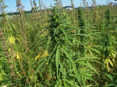 Industrialhemp2