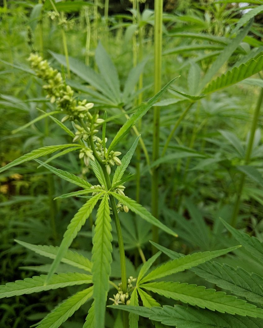 hemp2