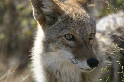 Coyote 3