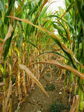 drought-corn-field-dry