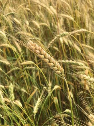 Wheat- pretty