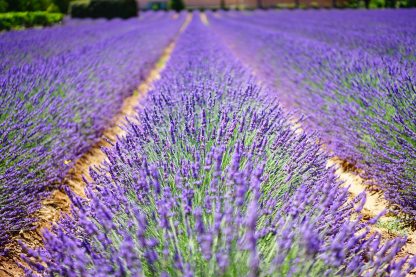 lavender farm