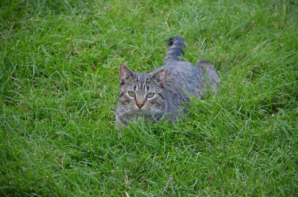 Barn cat